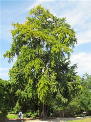 Ginkgo biloba GinkgoBilobaFull2Kew.JPG