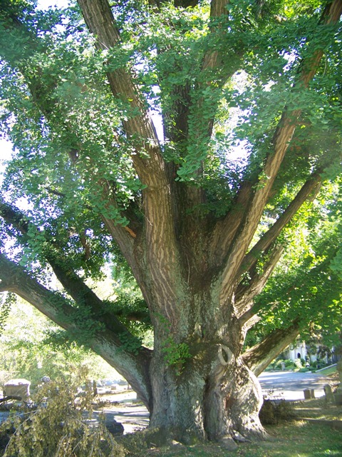 Ginkgo biloba Ginkgo_biloba_CaveHill.JPG