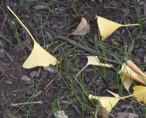 Ginkgo biloba Ginkgo_biloba_leaves.JPG