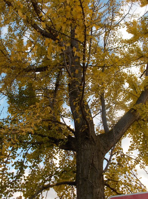 Ginkgo biloba Ginkgo_biloba_trunk.JPG