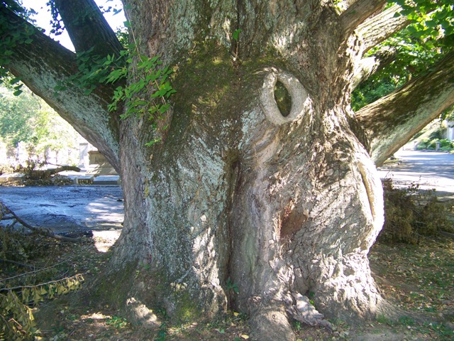 Ginkgo biloba Ginkgo_biloba_trunk_Cave_Hill.JPG