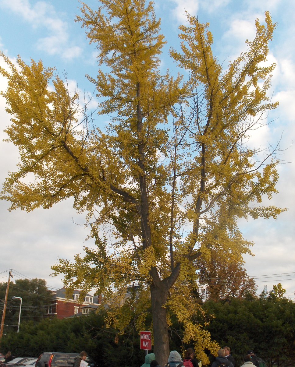 Ginkgo biloba Ginko_biloba_far.JPG