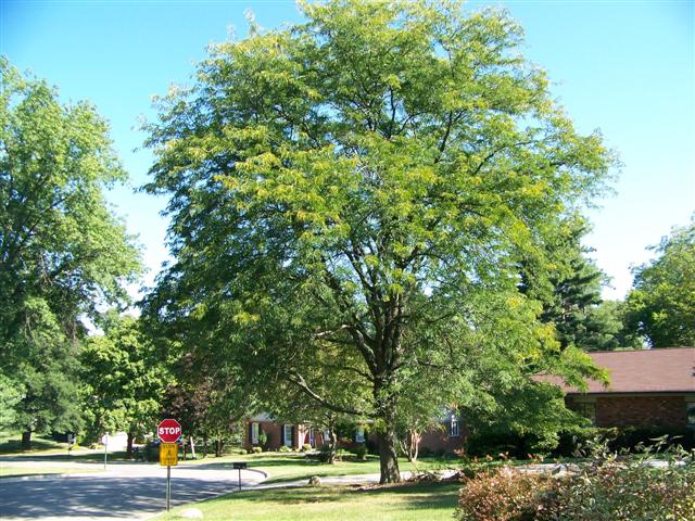 Gleditsia triacanthos var. inermis Gleditsea.Skyline.JPG