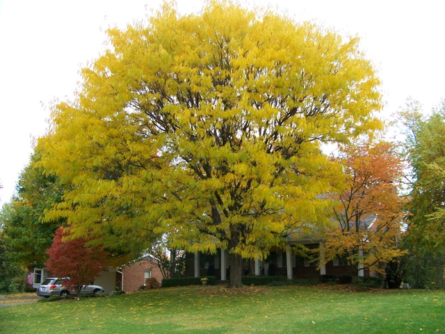 Picture of Gleditsia triacanthos var. inermis  Thornless Common Honeylocust