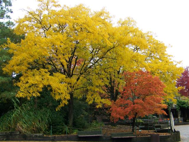 Picture of Gleditsia triacanthos var. inermis 'Moraine' 'Moraine' Thornless Honeylocust