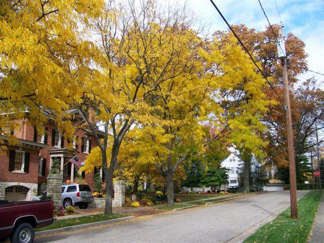 Gleditsia triacanthos var. inermis Gleditseatricanthosvar_inermis.jpg