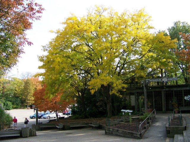 Gleditsia triacanthos var. inermis Gleditsia.Moraine.cz.JPG