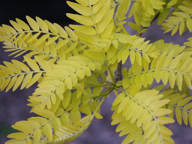 Picture of Gleditsia triacanthos var. inermis  Thornless Honeylocust