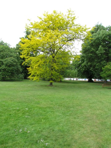 Gleditsia triacanthos  GleditsiaTricanthosSunburstFullKew3.JPG