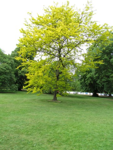 Gleditsia triacanthos  GleditsiaTricanthosSunburstKewFull1.JPG