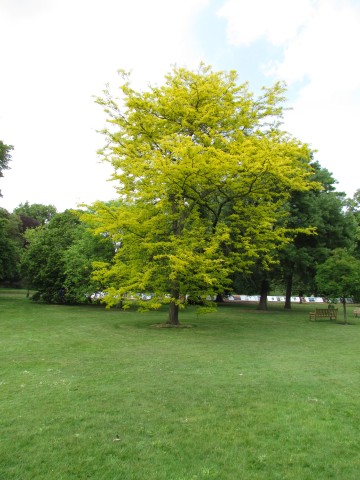 Gleditsia triacanthos  GleditsiaTricanthosSunburstKewFull2.JPG