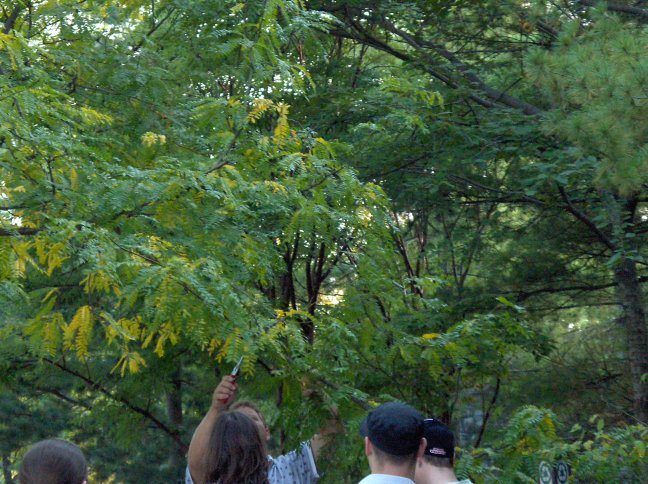 Picture of Gleditsia triacanthos var. inermis  Thornless Honeylocust