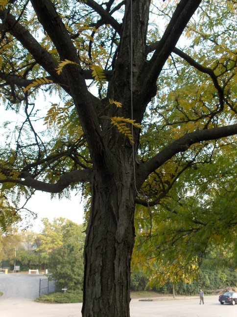 Picture of Gleditsia triacanthos var. inermis  Thornless Honeylocust