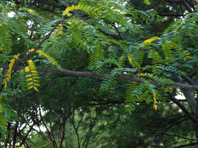 Picture of Gleditsia triacanthos var. inermis  Thornless Common Honeylocust