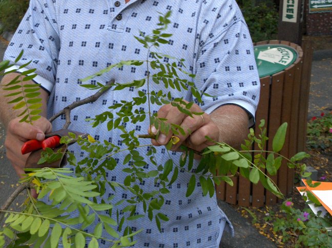 Picture of Gleditsia triacanthos var. inermis  Thornless Common Honeylocust