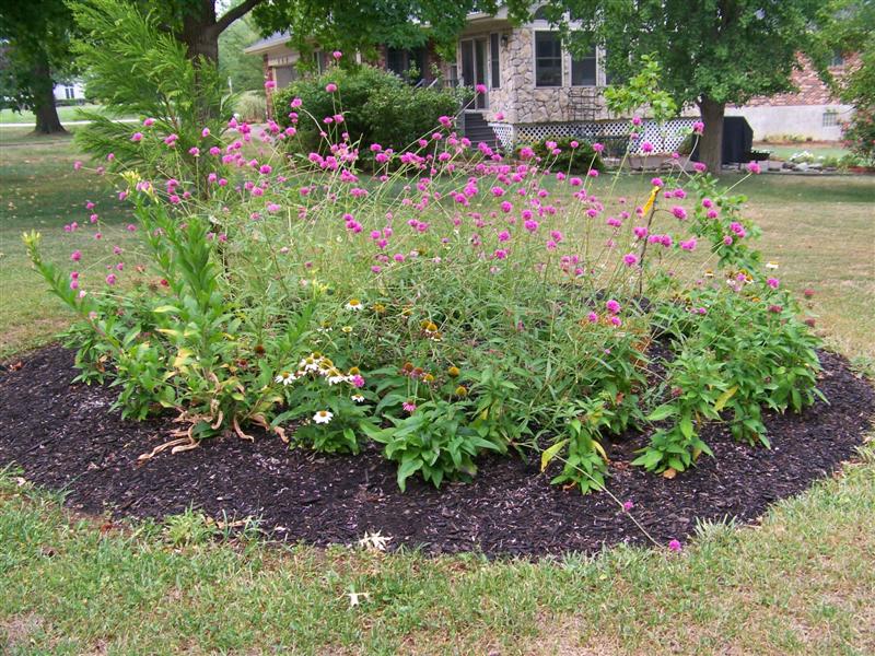 Picture of Gomphrena globosa 'Fireworks' Fireworks Globe Amaranth