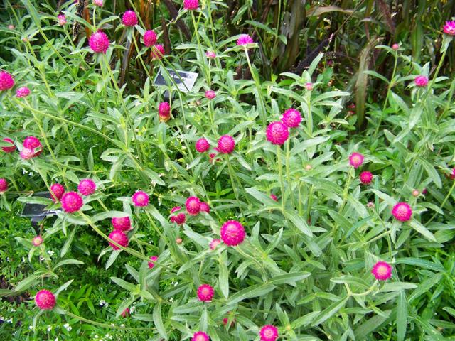 Picture of Gomphrena%20globosa%20'Carmine'%20Carmine%20Globe%20Amaranth