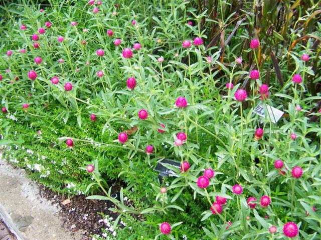 Picture of Gomphrena globosa 'Carmine' Carmine Globe Amaranth