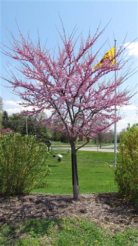 Cercis canadensis GoodShepherdCercisCanadensis1.JPG