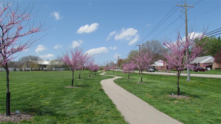 Cercis canadensis GoodShepherdCercisCanadensisPlanting.JPG