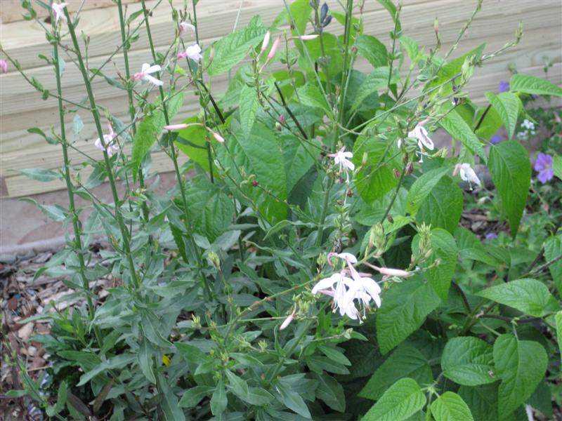 Gaura lindheimeri Guara_lindheimeri_flower_and_leaves.JPG