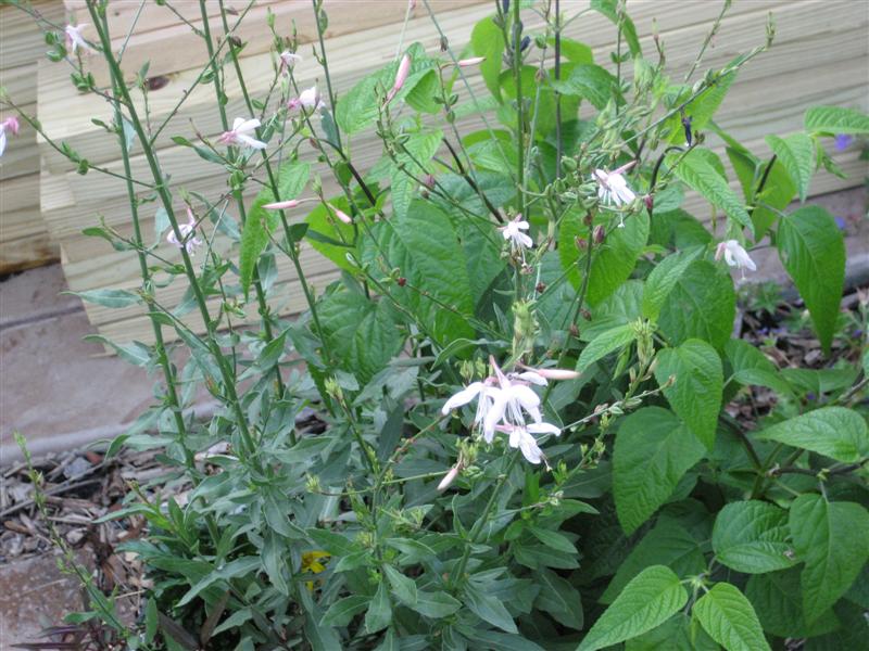 Gaura lindheimeri Guara_lindheimeri_plant.JPG