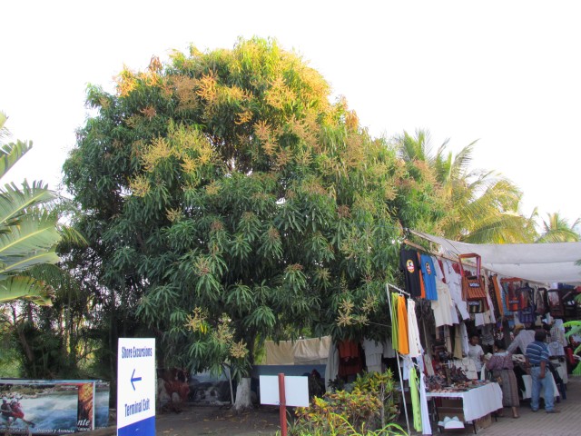 Mangifera indica GuatemalaMangoTree.JPG