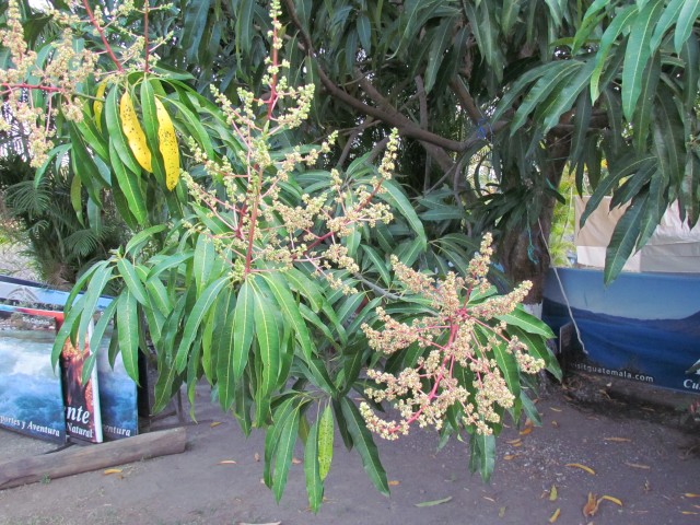 Mangifera indica GuatemalaMangoTreeFlowerDetail.JPG