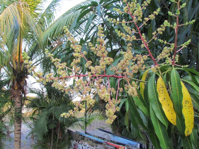 Mangifera indica GuatemalaMangoTreeFlowerDetail2.JPG