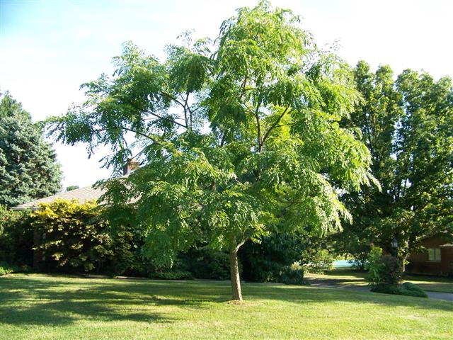 Gymnocladus dioicus Gymnocladus.dioicus.119.Lakeside.JPG