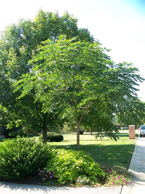 Gymnocladus dioicus Gymnocladus.dioicus.JPG