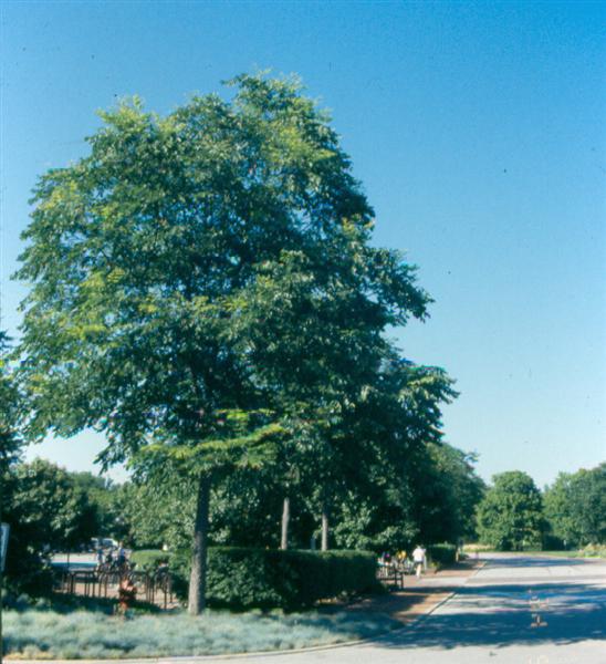 Picture of Gymnocladus dioicus  Kentucky Coffeetree