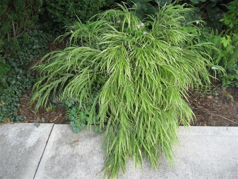 Hakonechloa macra Hakonechloa_macra_Aureola_top.JPG