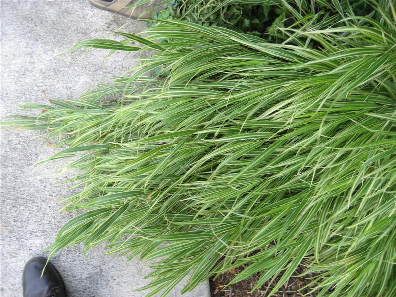 Hakonechloa macra Hakonechloa_macra_close.JPG