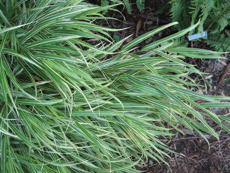 Hakonechloa macra Hakonechloa_macra_leaves.JPG