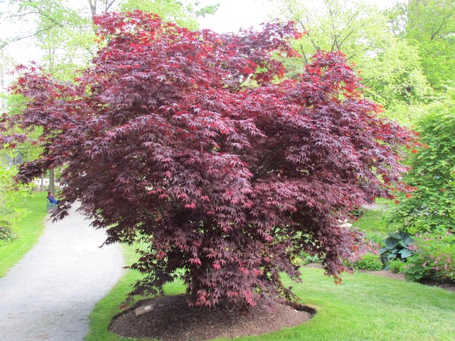 Acer palmatum HalifaxAcerPalmatumBloodgood1.JPG