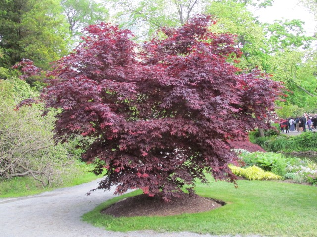 Acer palmatum HalifaxAcerPalmatumBloodgood2.JPG