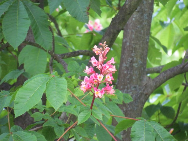 Aesculus x carnea HalifaxAescululsCarneaFlower1.JPG