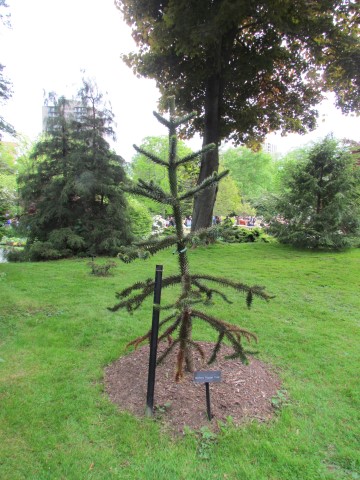 Araucaria araucana HalifaxAracariaAraucana.JPG