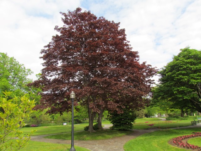 Acer platanoides HalifaxCrimsonKingMaple.JPG