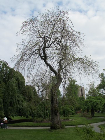 Fraxinus excelsior HalifaxFraxinusExcelsiorPendula1.JPG