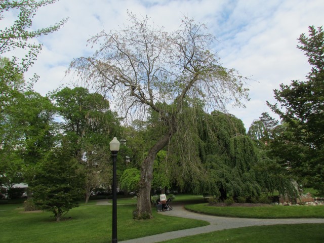 Fraxinus excelsior HalifaxFraxinusExcelsiorPendula2.JPG