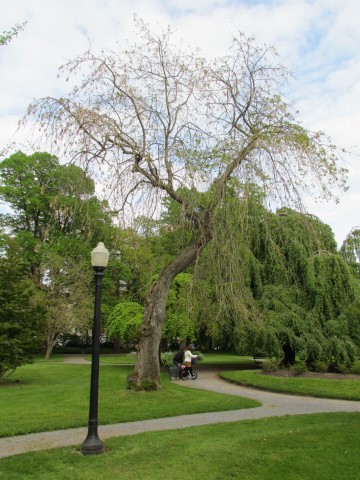 Fraxinus excelsior HalifaxFraxinusExcelsiorPendula3.JPG