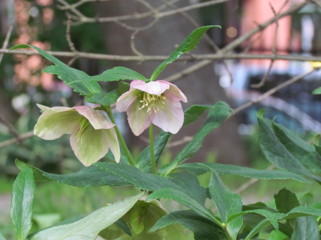 Helleborus orientalis HalifaxLentenRose1.JPG