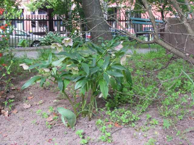 Helleborus orientalis HalifaxLentenRose2.JPG