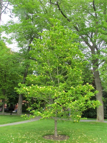 Magnolia acuminata HalifaxMagnoliaAcuminata1.JPG