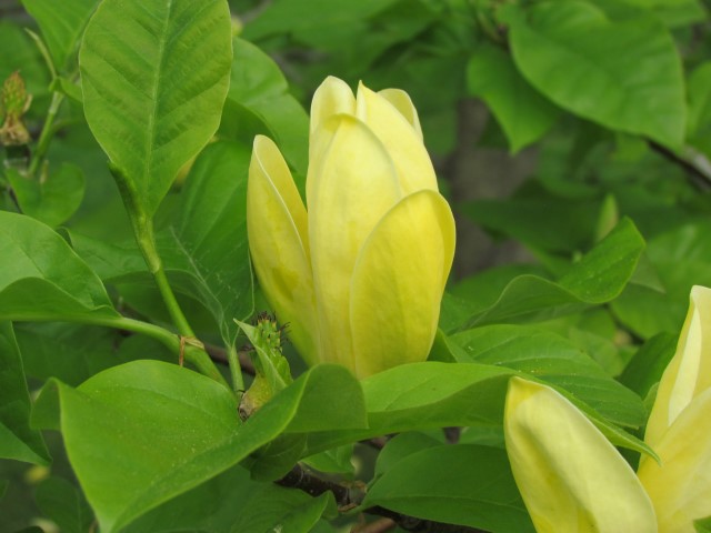 Magnolia acuminata HalifaxMagnoliaAcuminataFlower.JPG