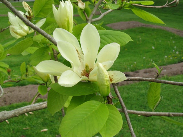 Magnolia denudata HalifaxMagnoliaDenudataFlower.JPG