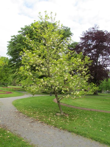 Magnolia denudata HalifaxMagnoliaDenudata_2.JPG