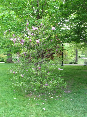 Magnolia x 'Galaxy' HalifaxMagnoliaLilifloraGalaxy2.JPG